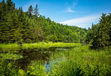 Lush Green Landscape On The Talus Lake Trail Hike In Sleeping Giant Provincial Park, Ontario