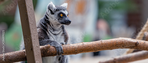 Photo "Captive" Ring-Tailed Lemur (Lemur catta) is a large strepsirrhine primate at Washington Park Zoo in Michigan City, Indiana