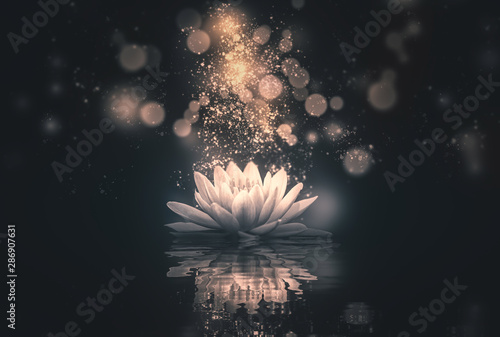 Plakat lotos  lotos-odbicie-zlote-oswietlenie-ciemne-tlo