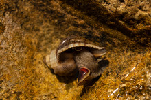 Rapana Venosa, Common Name The Veined Rapa Whelk, A Marine Gastropod Mollusc Or Whelk, In The Family Muricidae, The Rock Shells.