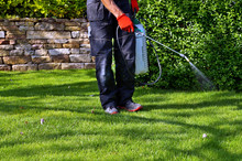 Spraying Pesticide With Portable Sprayer To Eradicate Garden Weeds In The Lawn. Weedicide Spray On The Weeds In The Garden. Pesticide Use Is Hazardous To Health. Weed Control Concept. Weed Killer 