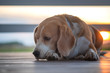 dog breed Beagle lies on the summer terrace on the background of a beautiful sunset