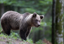 Brown Bear In Forest In Summer Time