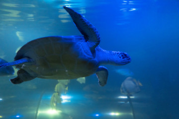 Wall Mural - Sea Turtle. Hawksbill Turtle. Eretmochelys imbricata. Close up.