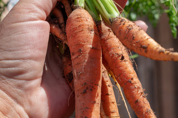 Carrots fresh from the garden