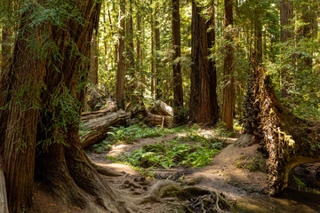 Wall Mural - Afternoon sunlight filters through the canopy of a coast redwood grove in summer