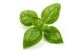 Fototapeta Panele - Sweet basil herb leaves, isolated on white background