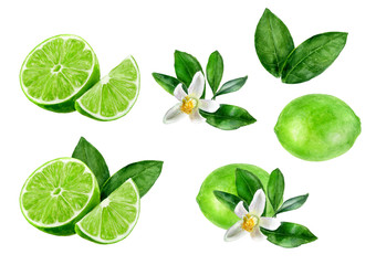 Canvas Print - Lime set watercolor illustration isolated on white background