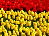 Fototapeta Tulipany - Czerwone i żółte tulipany,
