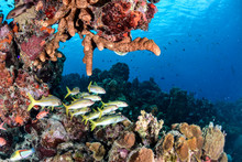 School Of Yellow Fish Below Coral Reef.