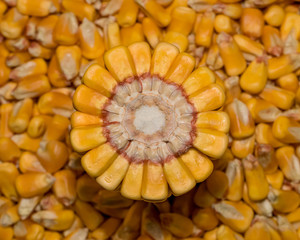 Ear of corn cut in half exposing inside of cob and surrounded by pile of corn kernels