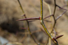 Closeup Of Long Sharp Thorn On Thorny Locust Tree