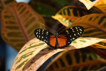 Hecale Longwing Butterfly