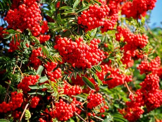 Poster - Rowan Tree Red Berries 