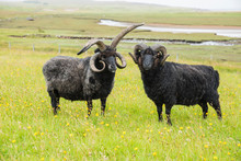 Four Horn Scottish Goat