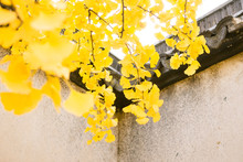 Ginkgo Biloba Leaves Turn Yellow In Autumn