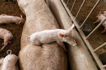 Wall Mural - Soft focus of cute newborn piglet in organic rural farm agricultural