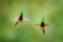 Wire-crested Thorntail, Popelairia Popelairii, Two Hummingbird In Fly. Fight In The Tropic Forest, Green Beautiful Birds With Crest, Sumaco, Napo, Ecuador.