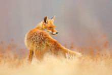 Red Fox Hunting, Vulpes Vulpes, Wildlife Scene From Europe. Orange Fur Coat Animal In The Nature Habitat. Fox On The Green Forest Meadow.