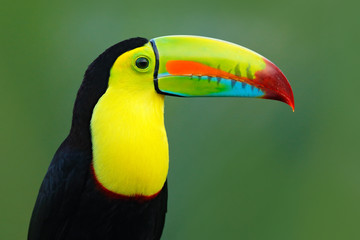 Wall Mural - wildlife from yucatán, mexico, tropical bird. toucan sitting on the branch in the forest, green vege