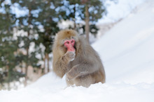 Family In The Spa Water Monkey Japanese Macaque, Macaca Fuscata, Red Face Portrait In The Cold Water With Fog, Animal In The Nature Habitat, Hokkaido, Japan. Wide Angle Lens Photo With Nature Habitat.