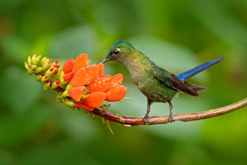 Wall Mural - Long-tailed Sylph, Aglaiocercus kingi, rare hummingbird from Peru, green-blue bird flying next to beautiful orange flower, action feeding scene in tropical forest, animal in the nature habitat.