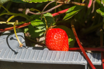 Sticker - Little strawberries ripening in a vegetable garden during summer