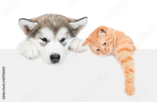  Obraz koty   alaskan-malamute-szczeniaka-i-pregowany-kot-nad-pustym-bialym-sztandarem-na-bialym-tle
