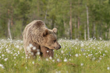Wall Mural - big brown bear (ursus arctos) walking in the middle of the cotton grass in a finnish bog