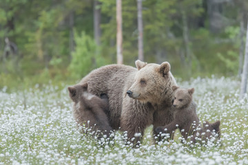 Wall Mural - Mother bear and her three cubs in the middle of the cotton grass in a Finnish bog