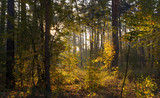 Fototapeta Na ścianę - Forest. Sunny morning. Nice autumn weather. Beautiful autumn colors.