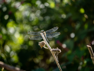 Poster - Orthetrum albistylum skimmer dragonfly on a reed 2