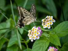 Xuthus Swallowtail Butterfly On Lantana Flowers 3