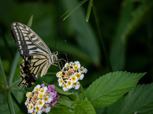 Xuthus Swallowtail Butterfly On Lantana Flowers 10