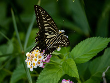 Xuthus Swallowtail Butterfly On Lantana Flowers 11