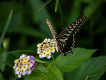 Xuthus Swallowtail Butterfly On Lantana Flowers 13