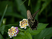 Xuthus Swallowtail Butterfly On Lantana Flowers 12