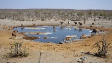 Halali Waterhole At Etosha National Park, Namibia With Zebra, Kudu And Impala