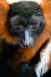 red ruffed lemur portrait