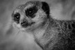 Meerkat portrait black and white