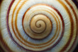 Macro shot of a snail shell.