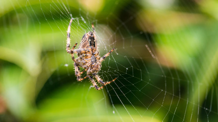 Cross Spider
