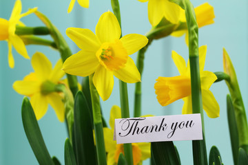 Wall Mural - Thank you card with daffodils on blue background