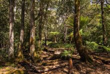 Forests Of Jurassic Or Prehistoric Appearance, Covered With Ferns, Moss And Giant Eucalyptus Trees On The Island Of Tasmania In Australia.