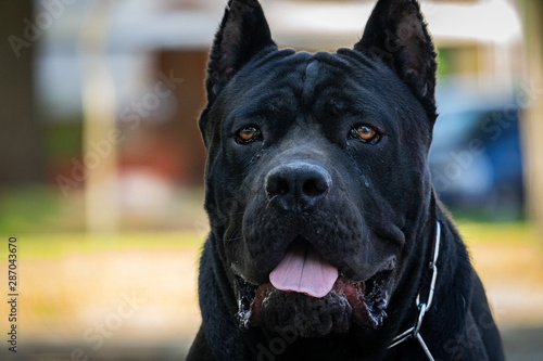 https stock adobe com images portrait of authentic american pitbull terrier black color the dog is an adult alpha male 287043670 start checkout 1 content id 287043670