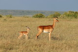 Fototapeta  - Impala mom and her calf, Masai Mara National Park, Kenya.