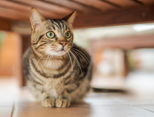 Poster - Beautiful short hair cat playing and lying on the floor at the garden at home