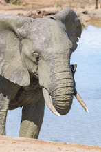 Muddy African Elephant  Drinking Water