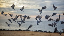 Flock Of Pigeons