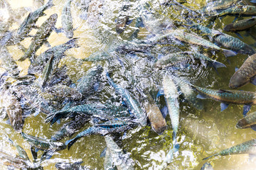 Wall Mural - Antimony fish